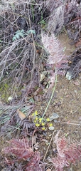 Lomatium parvifolium