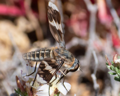 Macrocondyla philippii