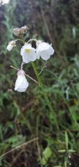 Cardamine californica