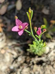 Boronia spathulata
