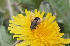Eristalis croceimaculata