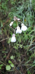 Cardamine californica