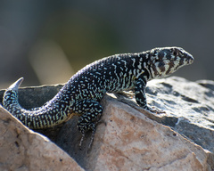 Liolaemus zapallarensis