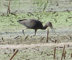 Plegadis falcinellus