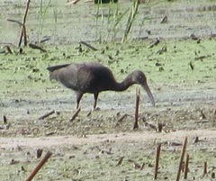 Plegadis falcinellus