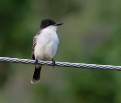 Tyrannus caudifasciatus