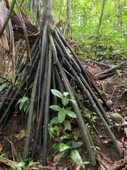 Socratea exorrhiza