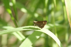 Parnara amalia