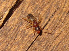 Technomyrmex gibbosus