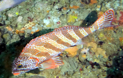 Goniistius rubrolabiatus