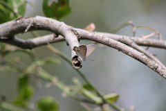 Theclinesthes miskini