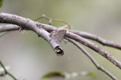 Theclinesthes miskini