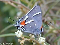 Strymon acis bartrami