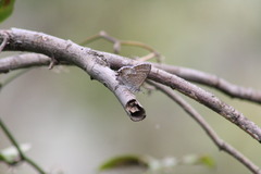 Theclinesthes miskini