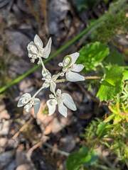 Xanthosia rotundifolia