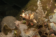 Nembrotha