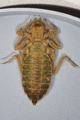 Stenogomphurus rogersi