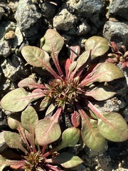 Chorizanthe aphanantha