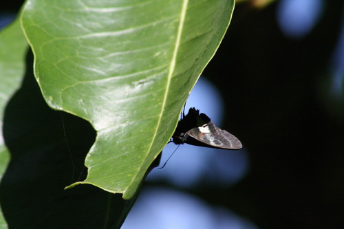 Green Awl