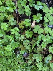 Hydrocotyle elongata