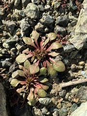 Chorizanthe aphanantha