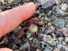 Chorizanthe aphanantha