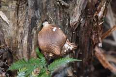 Pleurotus australis