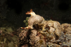 Nembrotha