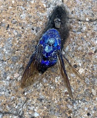 Stilbum