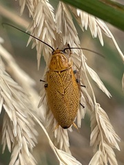 Ellipsidion humerale