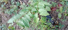Xylosma