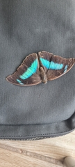 Archaeoprepona demophoon gulina