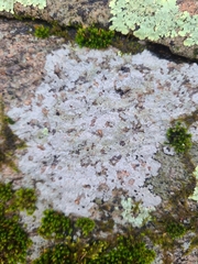 Trapelia placodioides