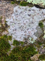 Trapelia placodioides