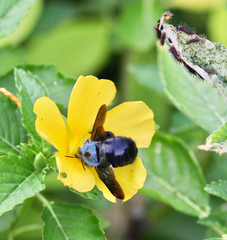 Xylocopa abbotti