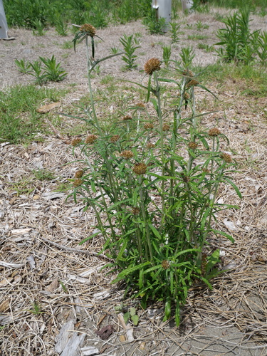 Euchiton sphaericus