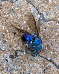 Stilbum
