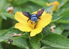 Xylocopa abbotti