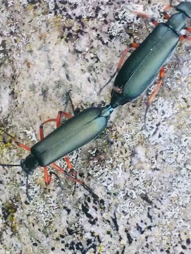 Say's Blister Beetle photo 2