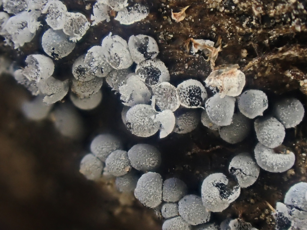 Badhamia melanospora