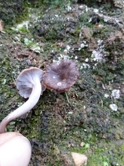 Craterellus undulatus