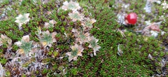 Plantago gunnii