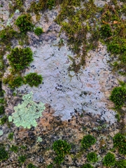 Trapelia placodioides