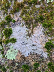 Trapelia placodioides