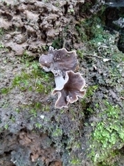 Craterellus undulatus