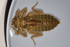 Stenogomphurus rogersi