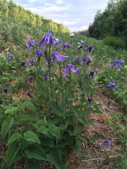 Clematis integrifolia