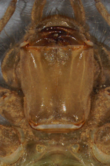 Stenogomphurus rogersi