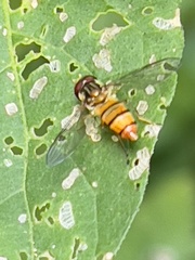 Episyrphus