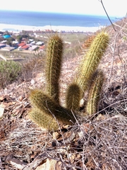 Bergerocactus emoryi